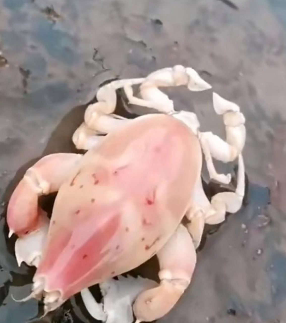 这是虾和螃蟹的合体吗?