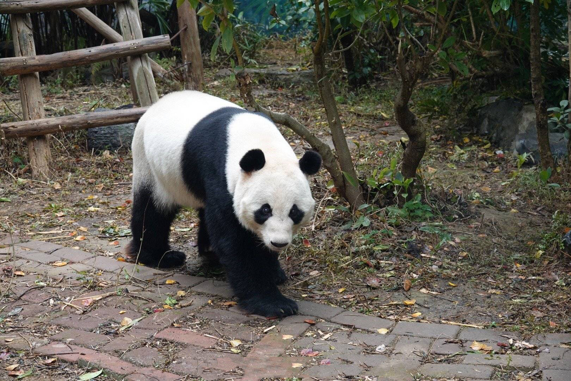 hi,我是熊猫:明浜0202今年17岁,现居住在:广西省柳州动物园
