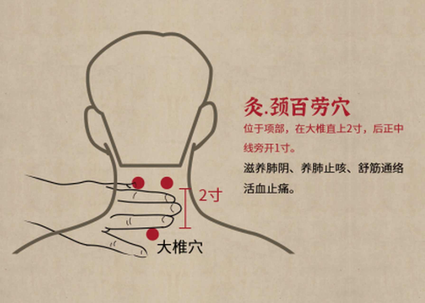 颈,颈部;百,基数词百,意为多;劳,虚劳,故名颈百劳.