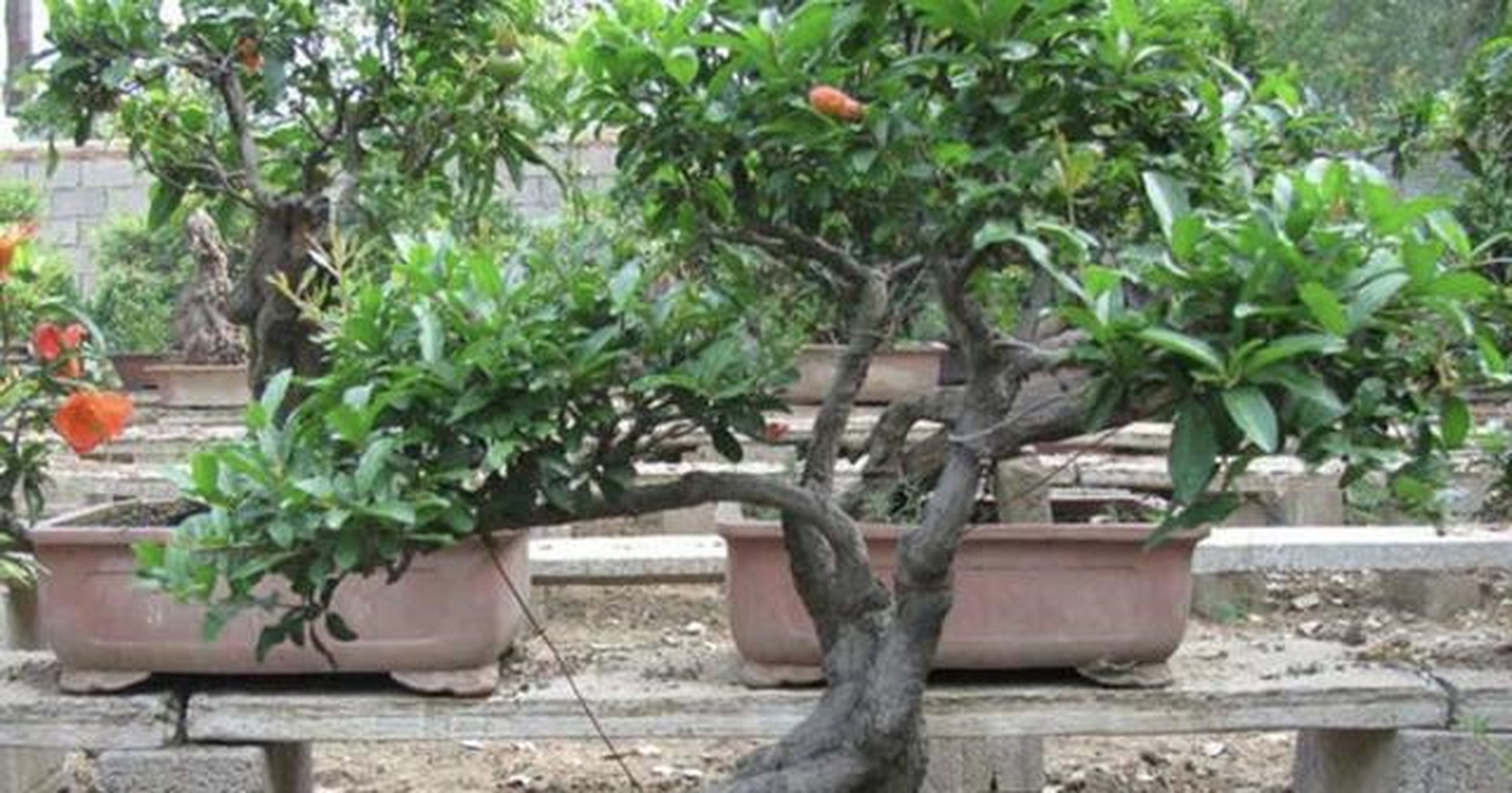 花卉盆栽批发价格