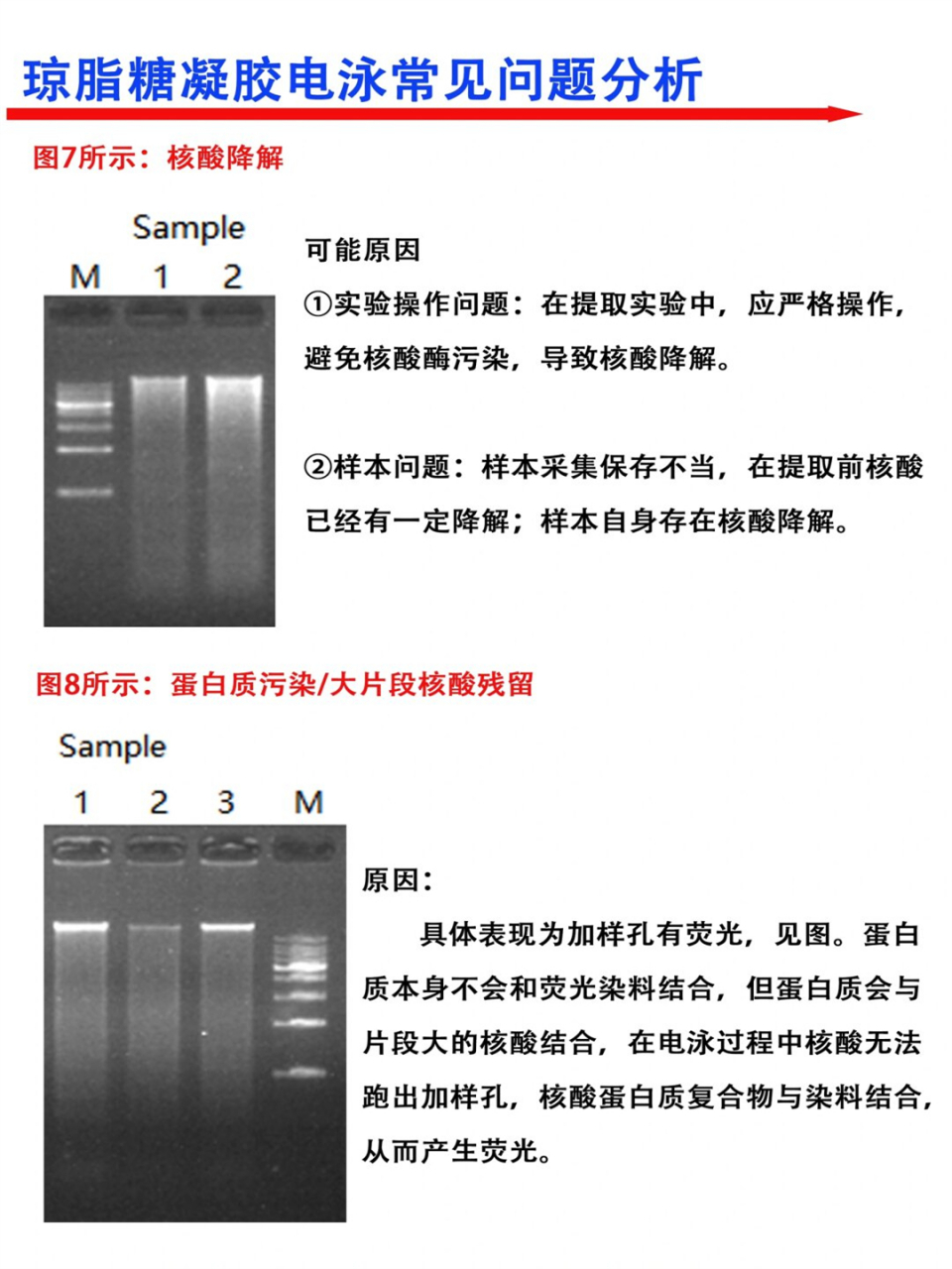 rna凝胶电泳标准图图片