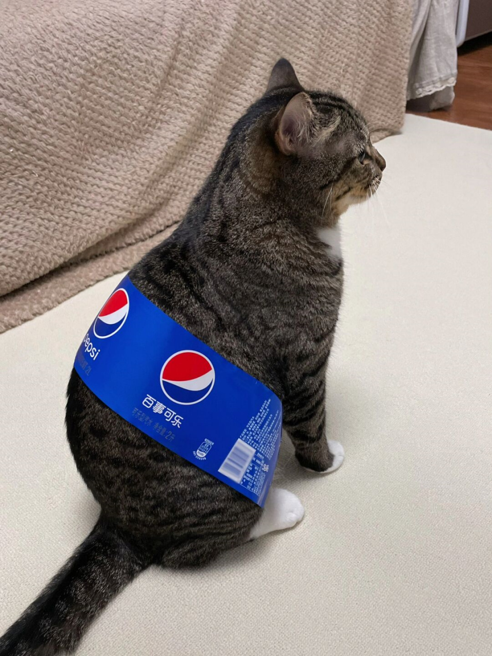 算了,你肯定觉得可乐猫没意思  04可乐猫第二弹 04610903