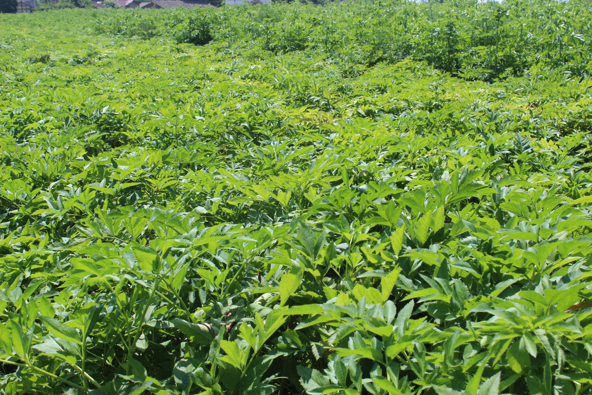 【每日中药材价格走势分享】        白芷作为一个一年生的品种,产能