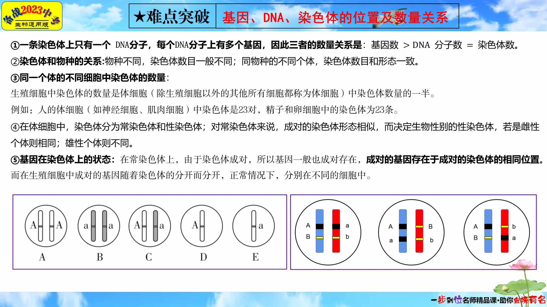 【重难点完美突破】基因,dna,染色体的位置及数量关系详解及考向