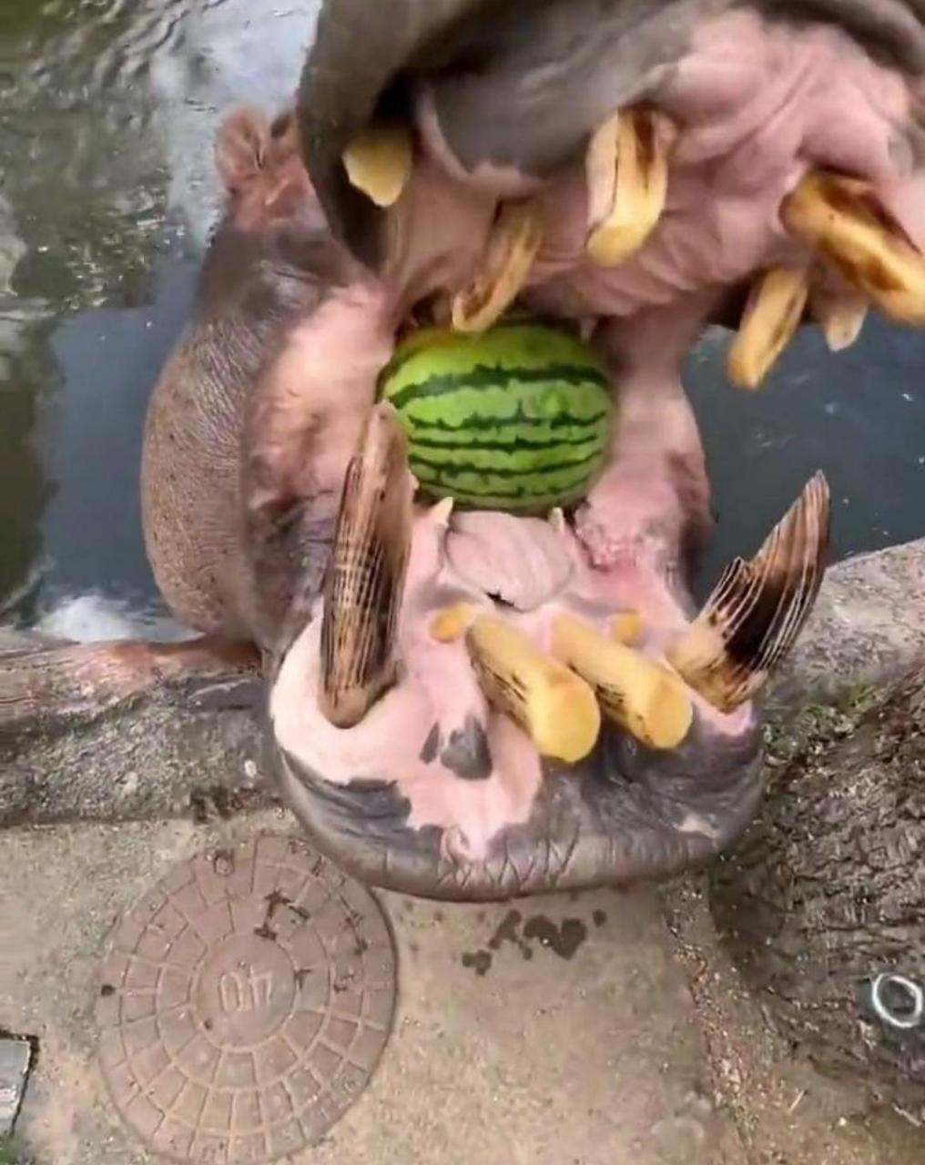 河马这牙算是白长了,一颗都没用上