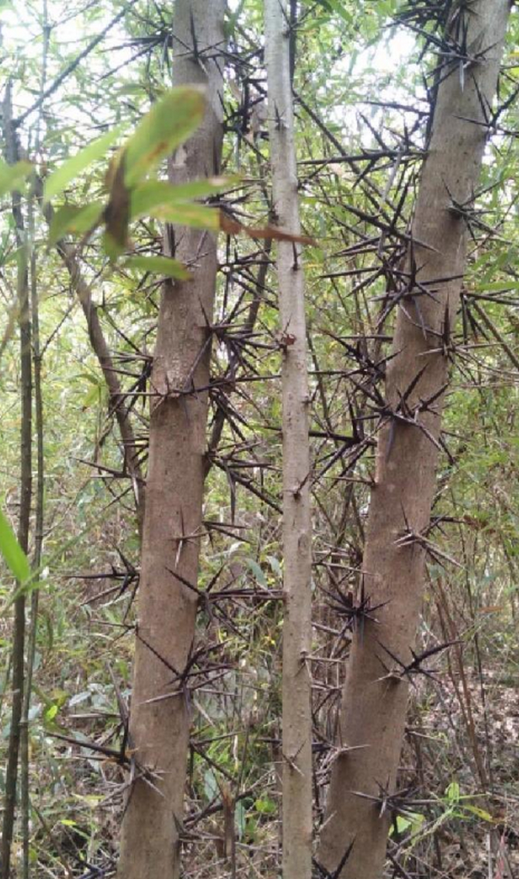 只听过带刺的玫瑰,还没见过带刺的树呢,这是啥品种啊