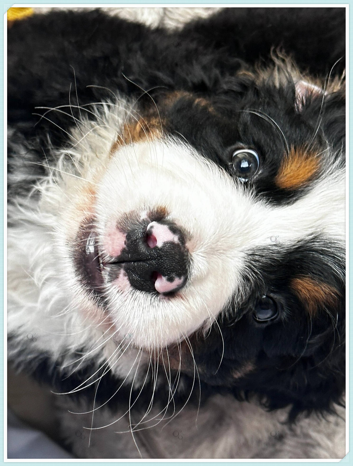 有这样的花鼻子小猪你几点回家