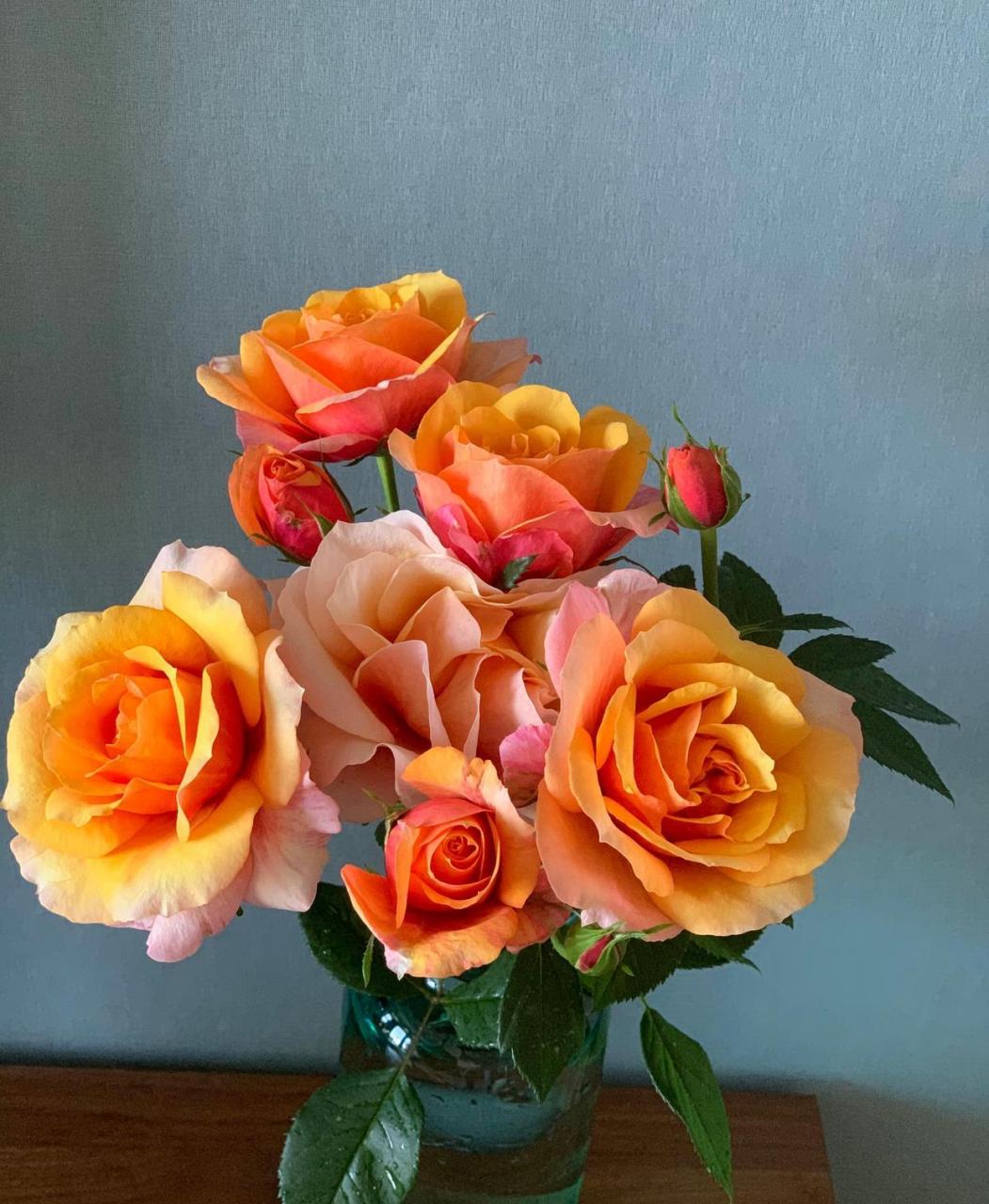 有种微型月季花,名叫"永远的艾帕索",植株低矮小巧,高只有三四十厘米