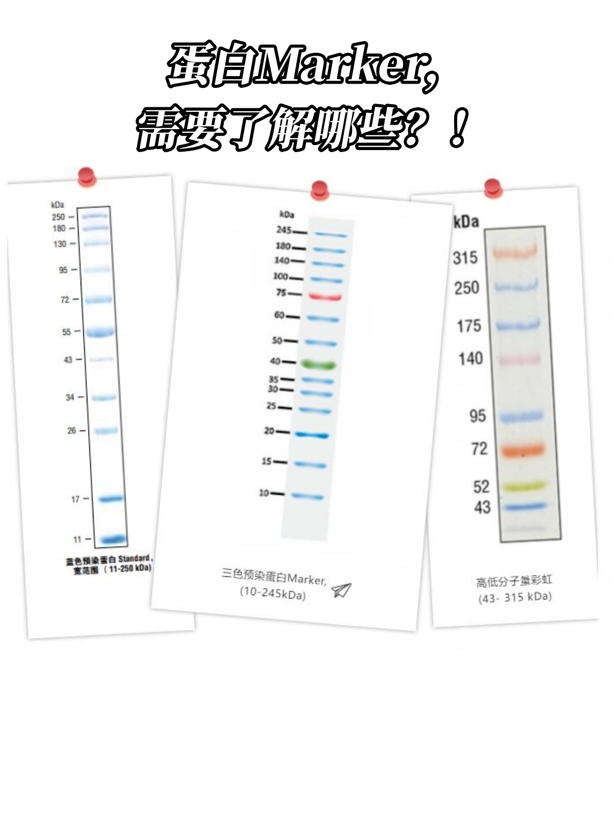 10000的marker的电泳图图片