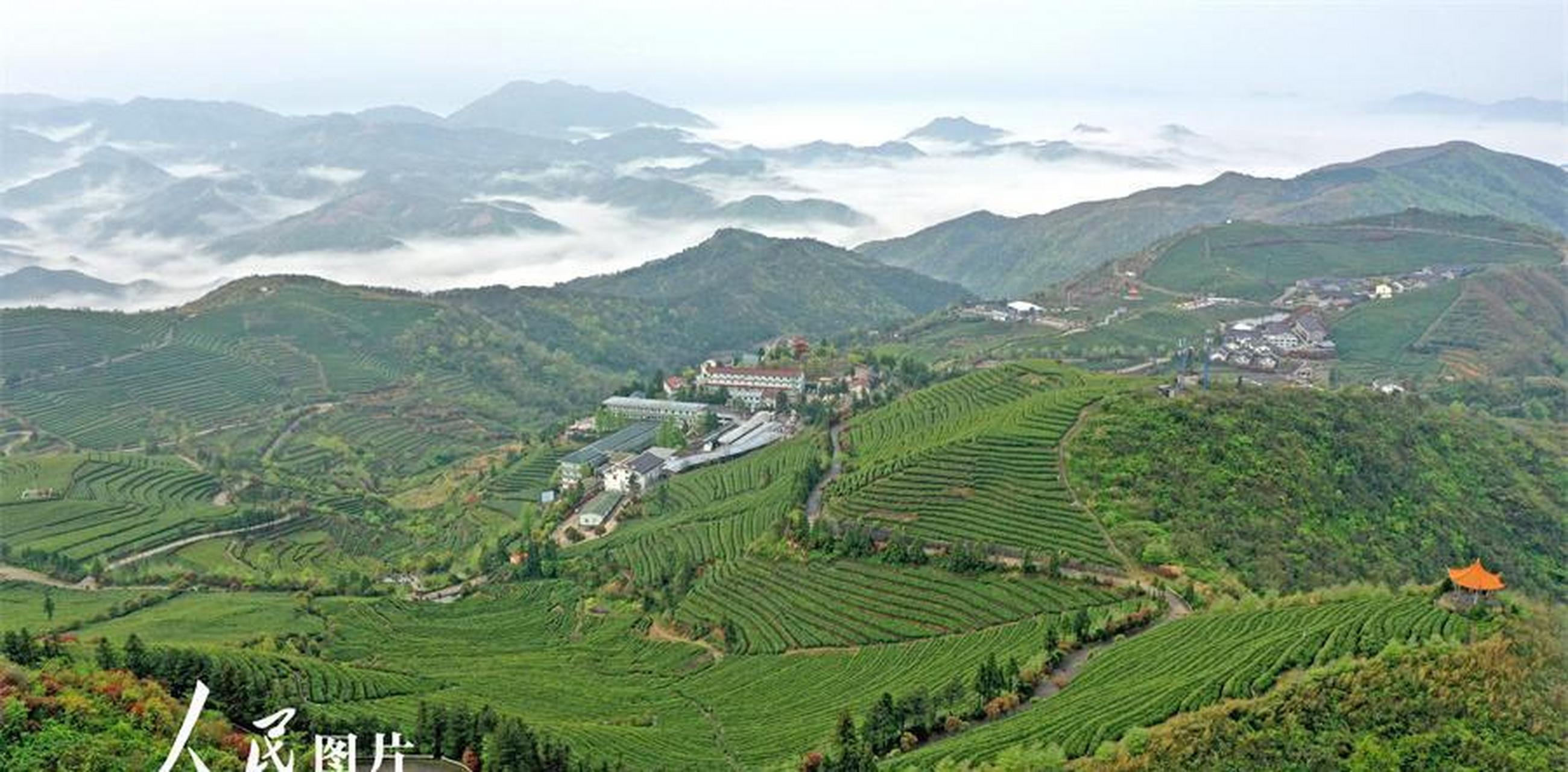 来源:人民网-图片频道 2023年4月14日,雨后的浙江省临海市羊岩山茶园