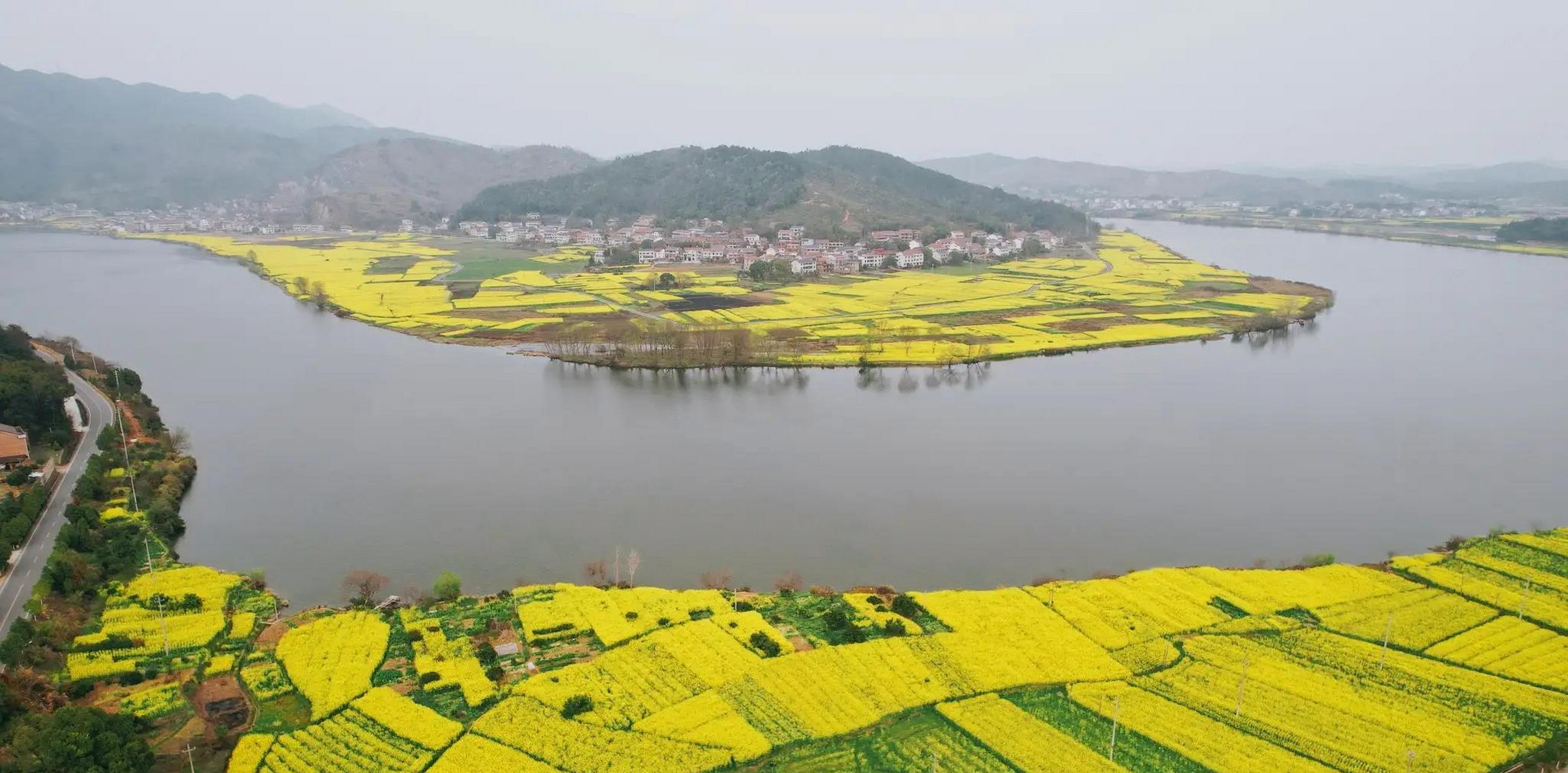 三月天,拍客们纷纷抢拍油菜花,衡阳的金华山油菜地定名为【湖南省第4