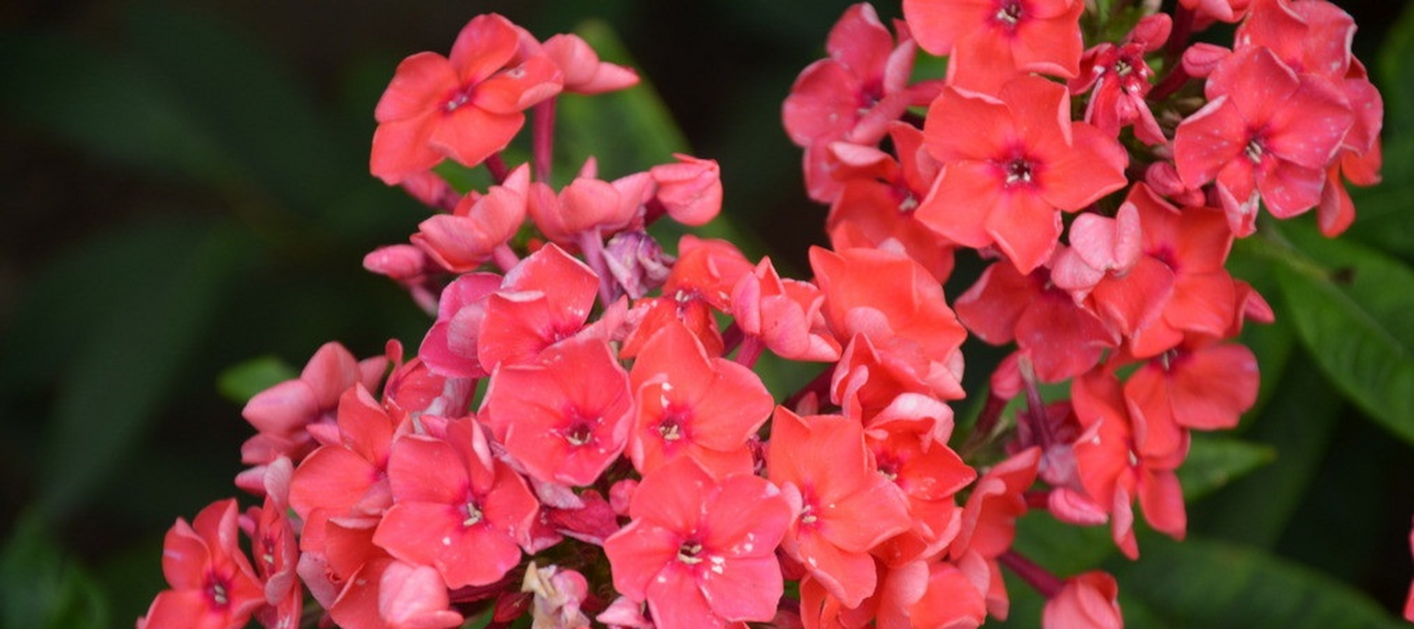 美女樱又叫做四季绣球,它有着 非常丰富的颜色,而且是一种生命力顽强