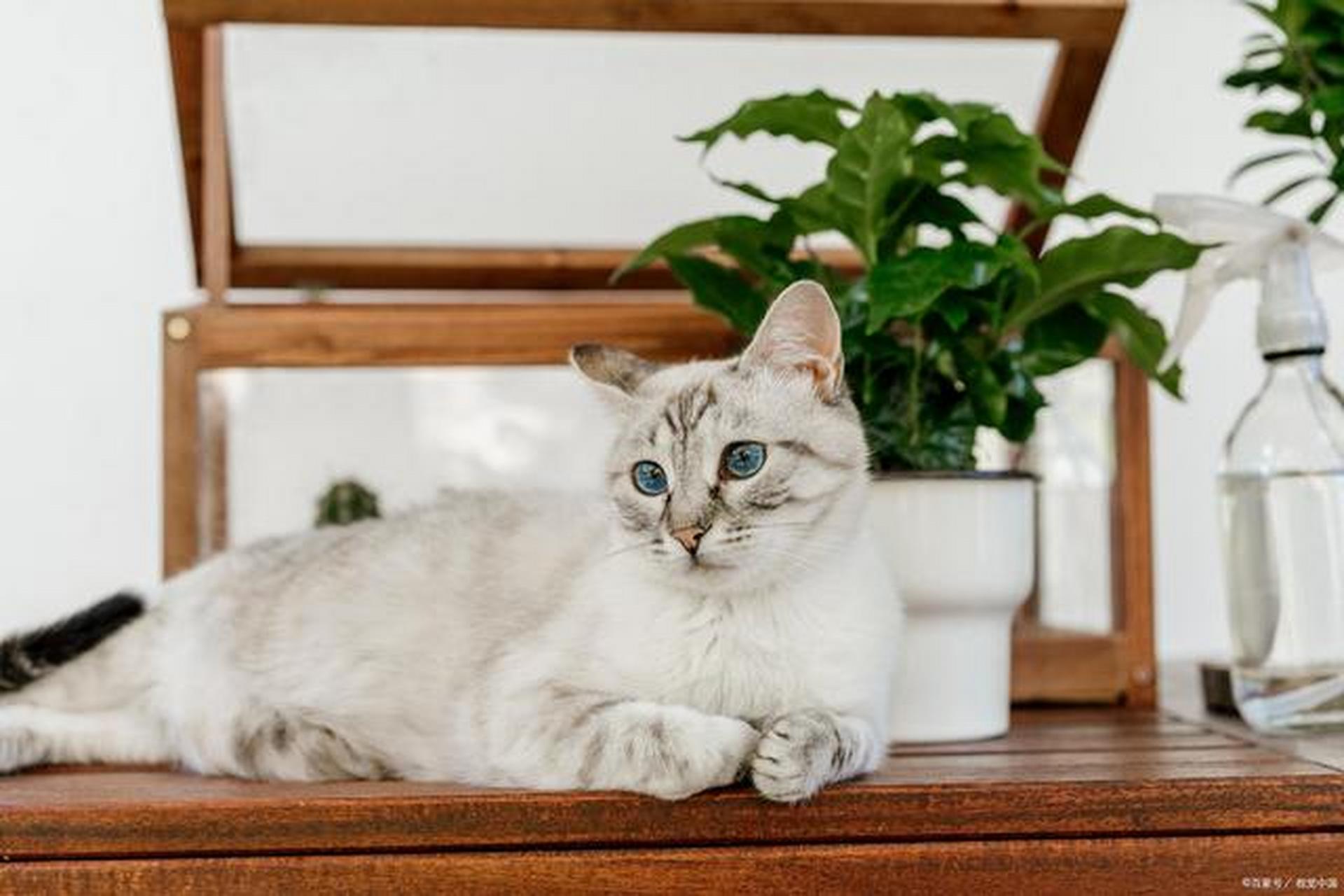 波米拉猫的体型中等,肌肉发达,线条流畅,给人一种健康而优雅的感觉.