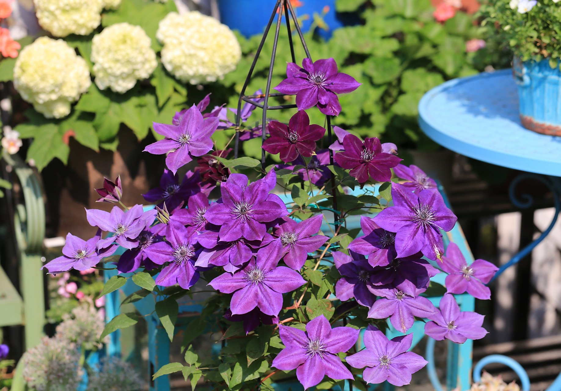 喜欢就养这款——铁线莲"紫水晶美人",f系,中小型品种,株高仅一米多