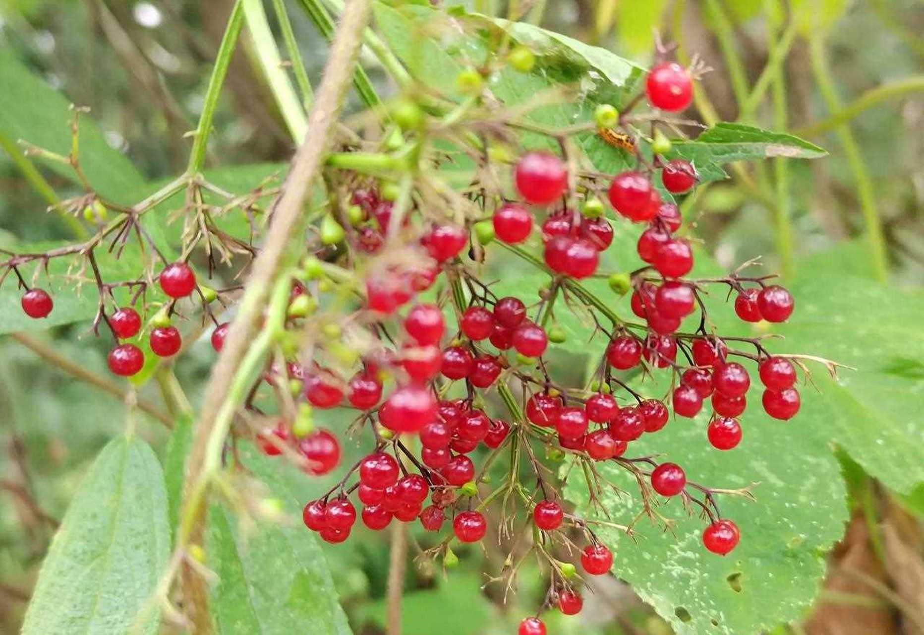 结小红果的植物大全图片