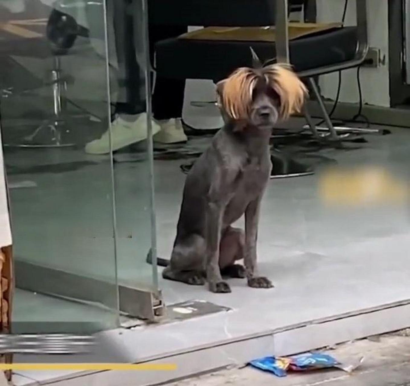 不愧是理发店托尼老师的狗子,这发型真时尚呀!