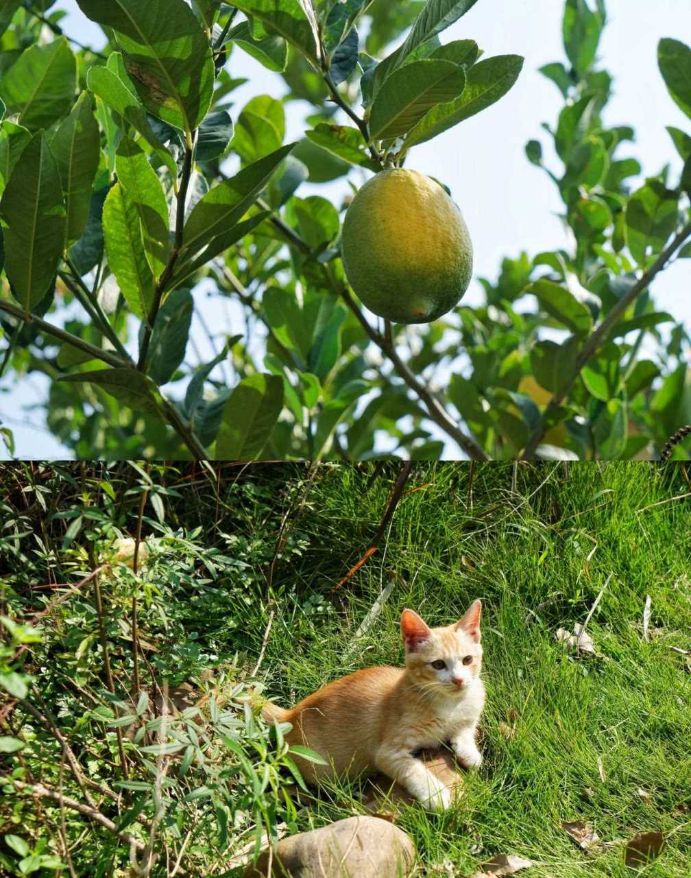 桂林莲花源农庄图片