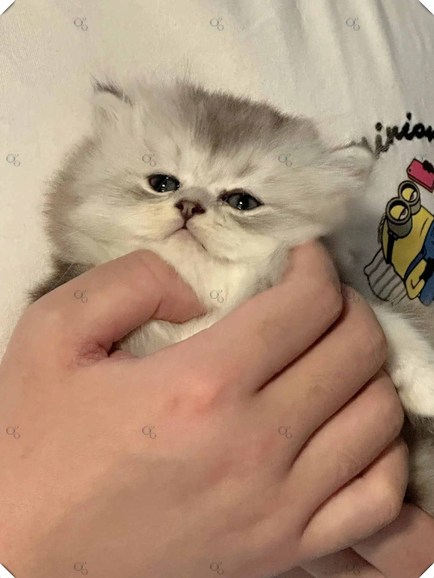 长毛银渐层猫咪萌态可掬充当你的暖手宝感觉刚刚好