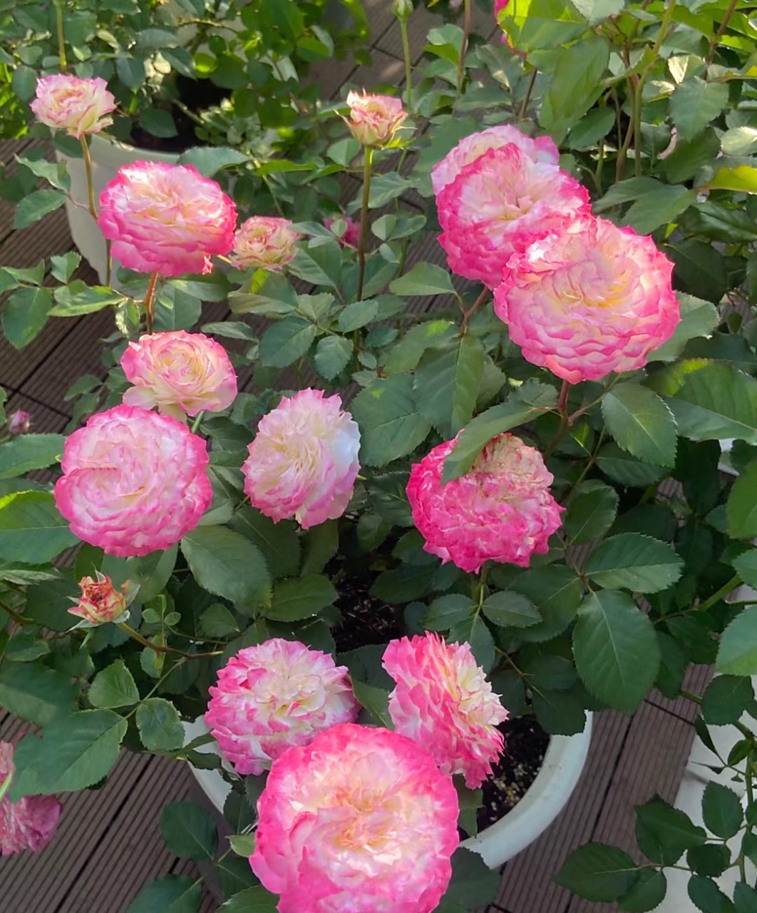 夏天到了,给大家推荐一款很耐热的月季花——初妆,国内知名育种人天狼