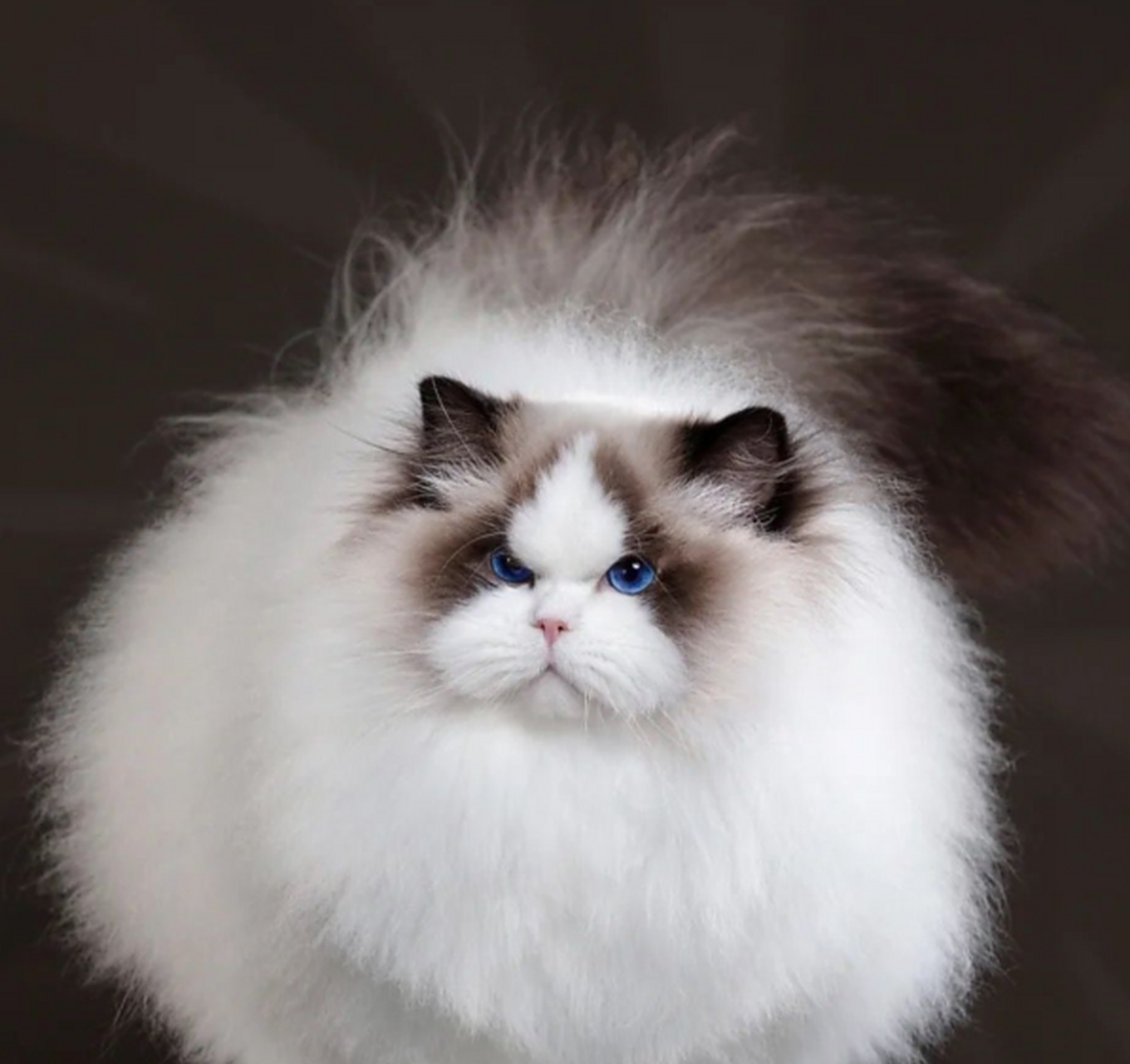 新脸版布偶猫. #中国版chatgpt来了# #搞笑萌宠