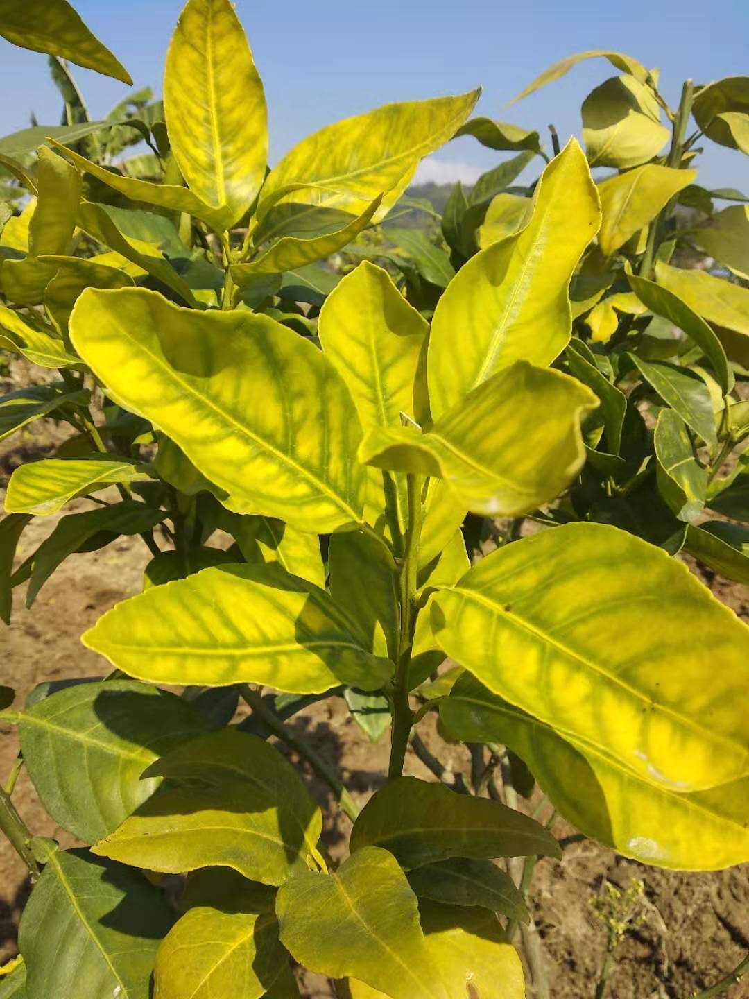 你只要不治理黄化就会变成这样!甚至是这样!