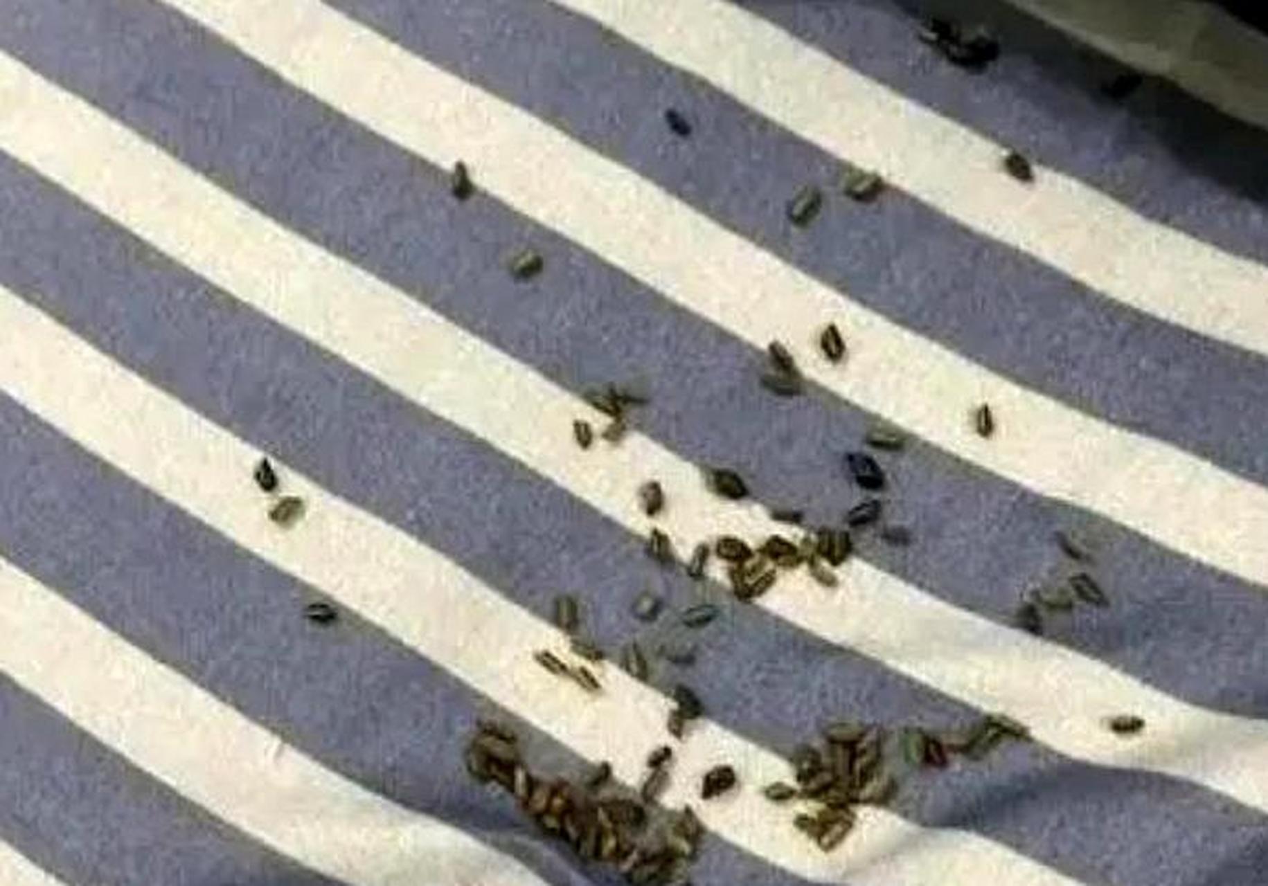 在枕头里发现的,这不会是蟑螂的虫卵把[泪奔].