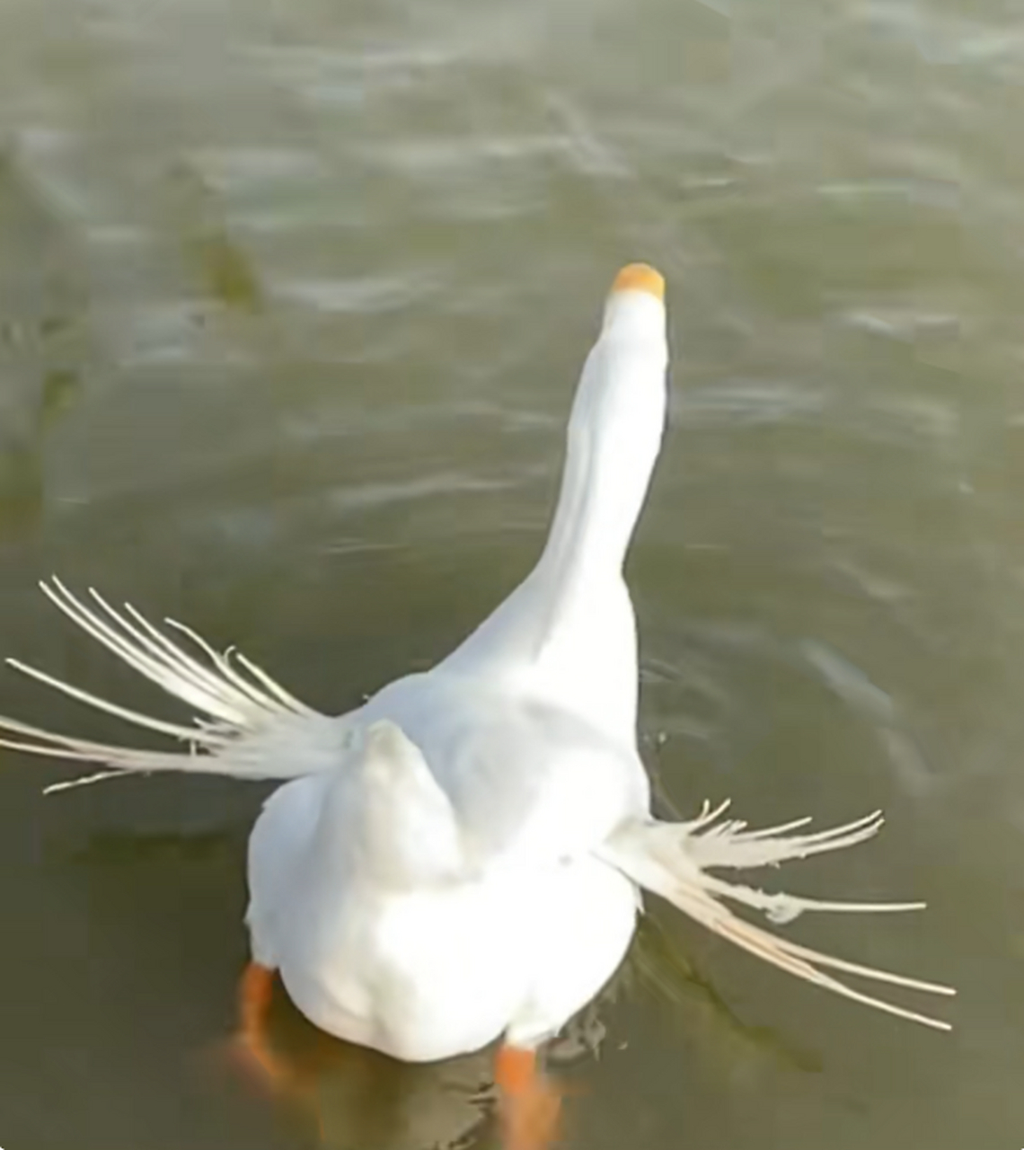 这就是到手的鸭子飞了?给人弄炸毛了都