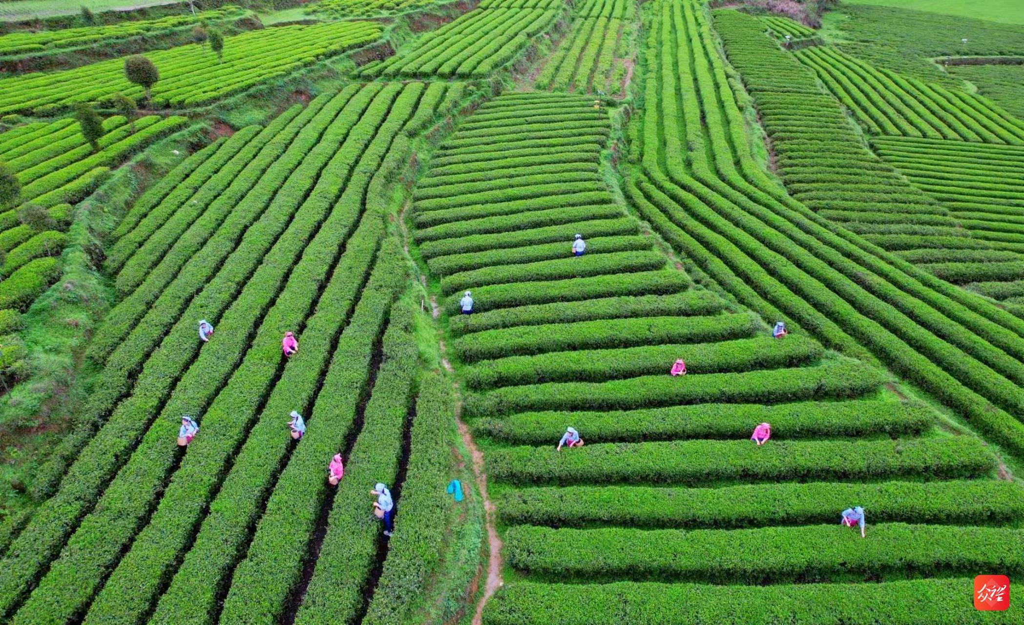 清明过后,贵州省铜仁市江口县怒溪镇骆象村生态茶园进入"春茶"采摘