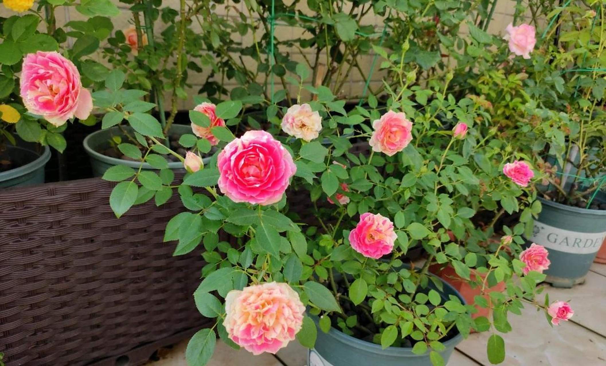 经典微型月季"薄荷冻糕",植株低矮小巧,高只有三四十公分这样,树形