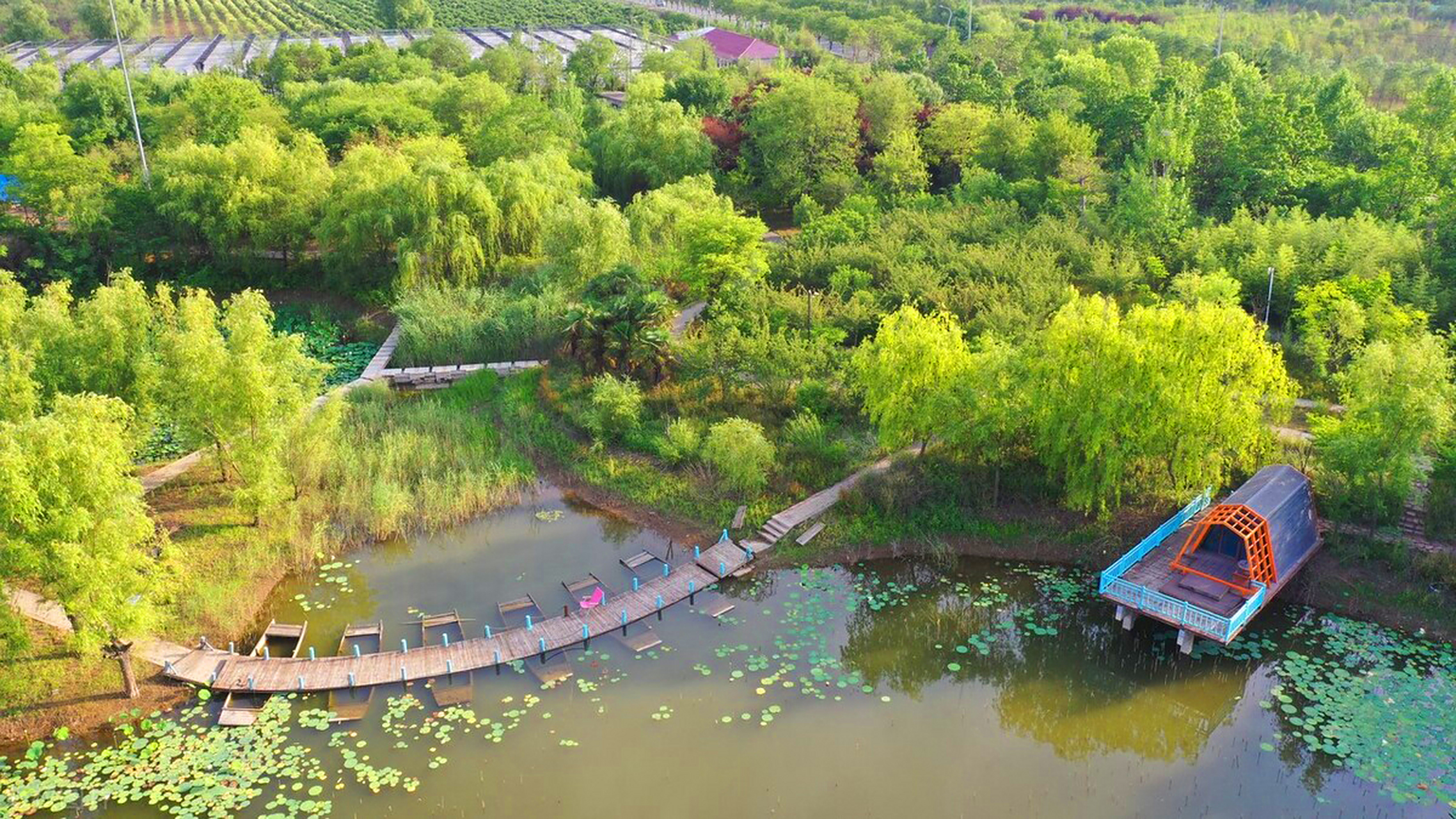 仲夏时节,位于河南鄢陵县建业绿色基地内的玉兰花星空营地,步道蜿蜒