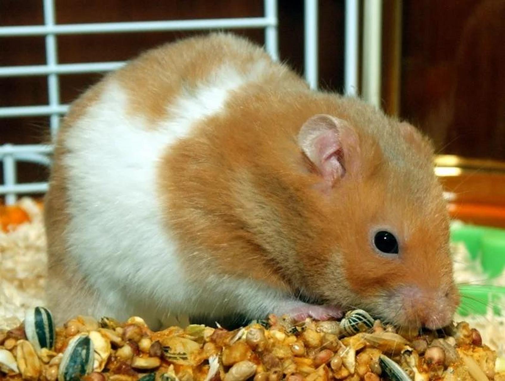 一名饲主拍下他养的「金丝熊」(黄金仓鼠)爬墙的画面,只见橘色的小小