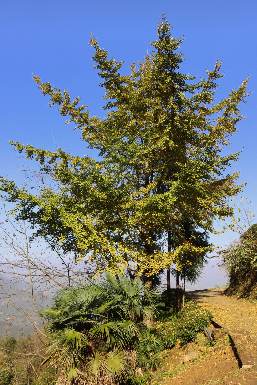 冬天的第一张照片# #记录农村生活日常