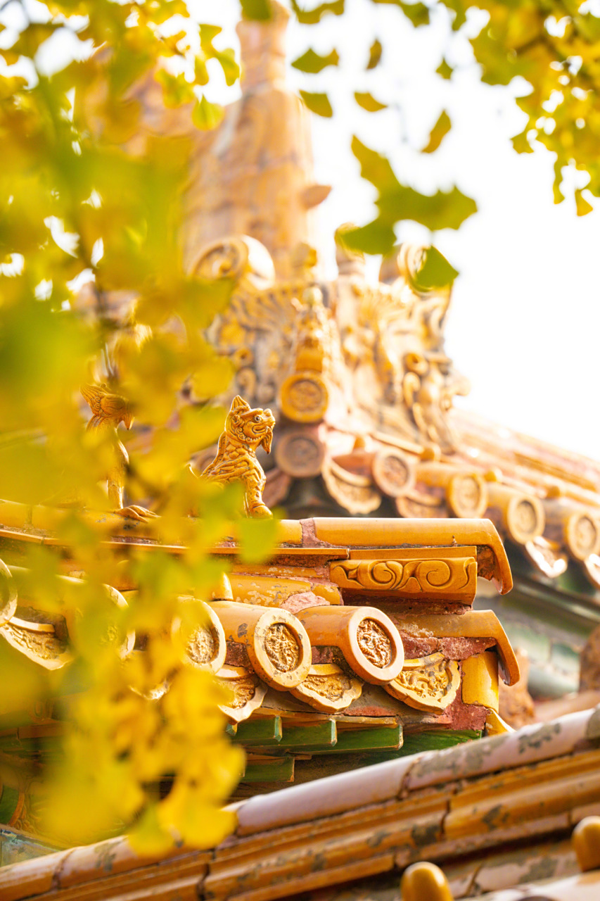 故宫延禧宫,红墙黄瓦和满树金黄同框,金灿灿的银杏叶点缀故宫秋色