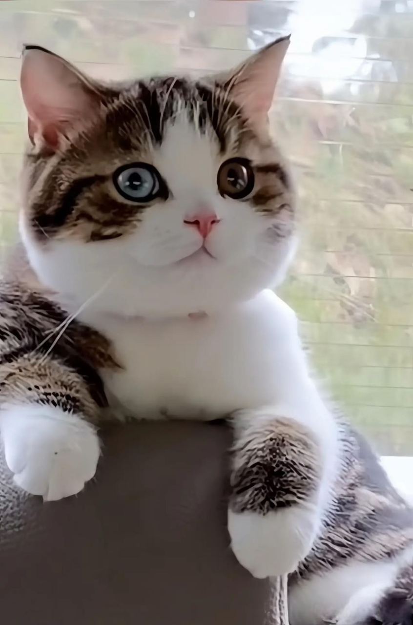 又漂亮又贵气的猫咪,主人一定也是很富态吧.