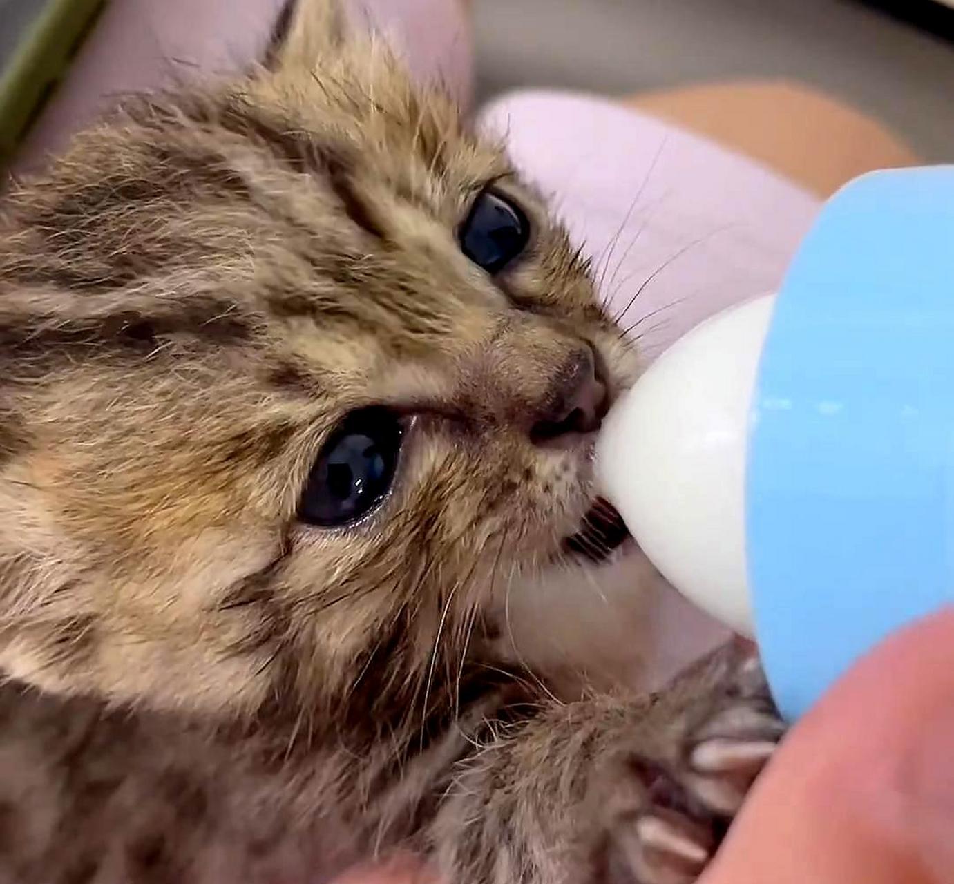 这只猫猫喝奶的样子真可爱,让人感到萌萌哒!