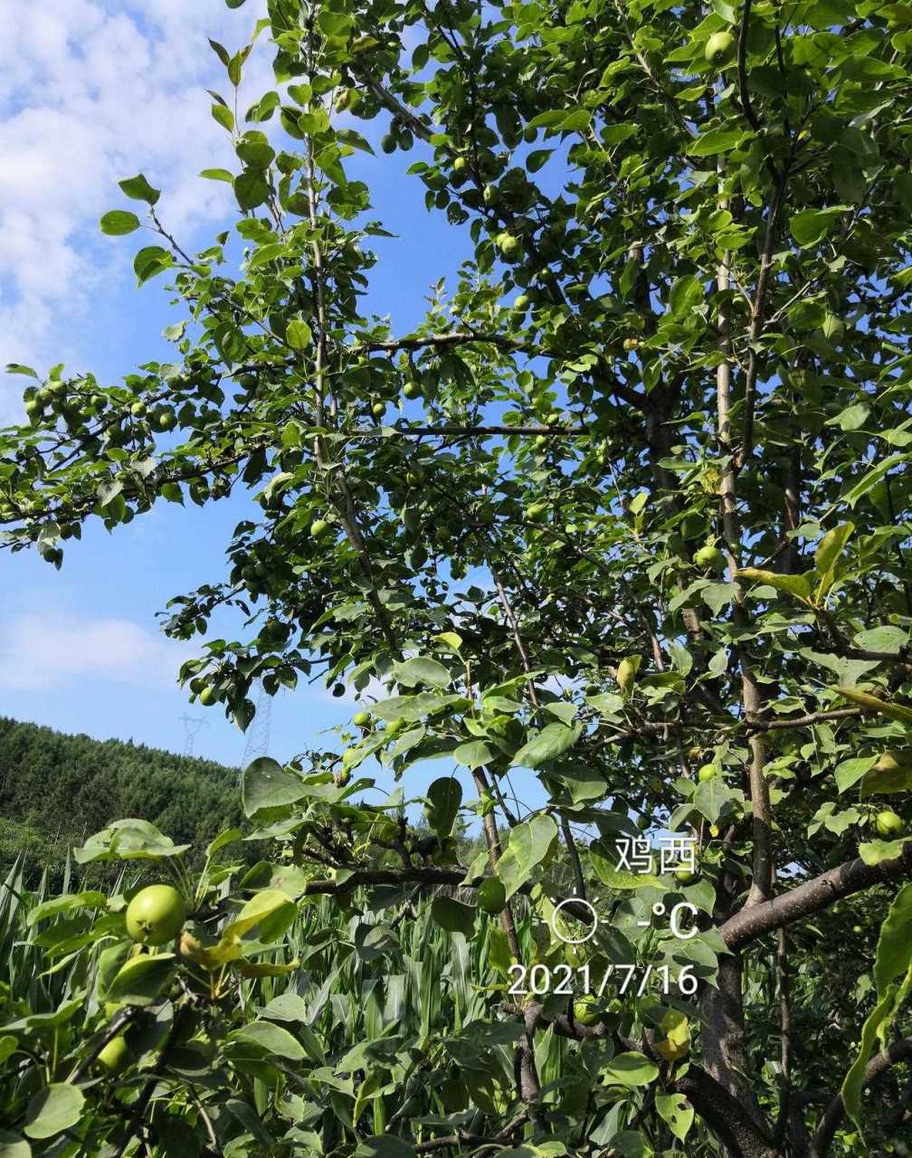 一一我老家山坡路边生长很多野生山梨,这种野山梨也是东北特有的水果