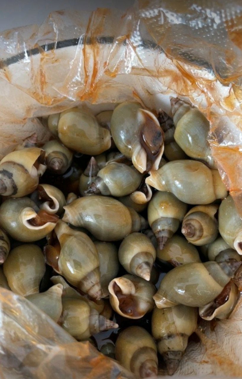 这种海螺叫什么名字?