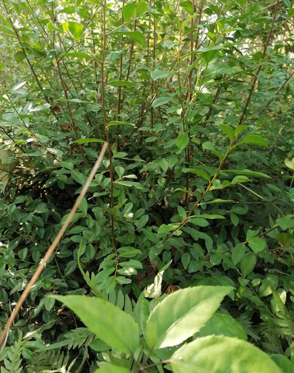 清远人爱吃的灰水糍,最全做法来了,赶紧学起来吧!灰水糍到底是什么?