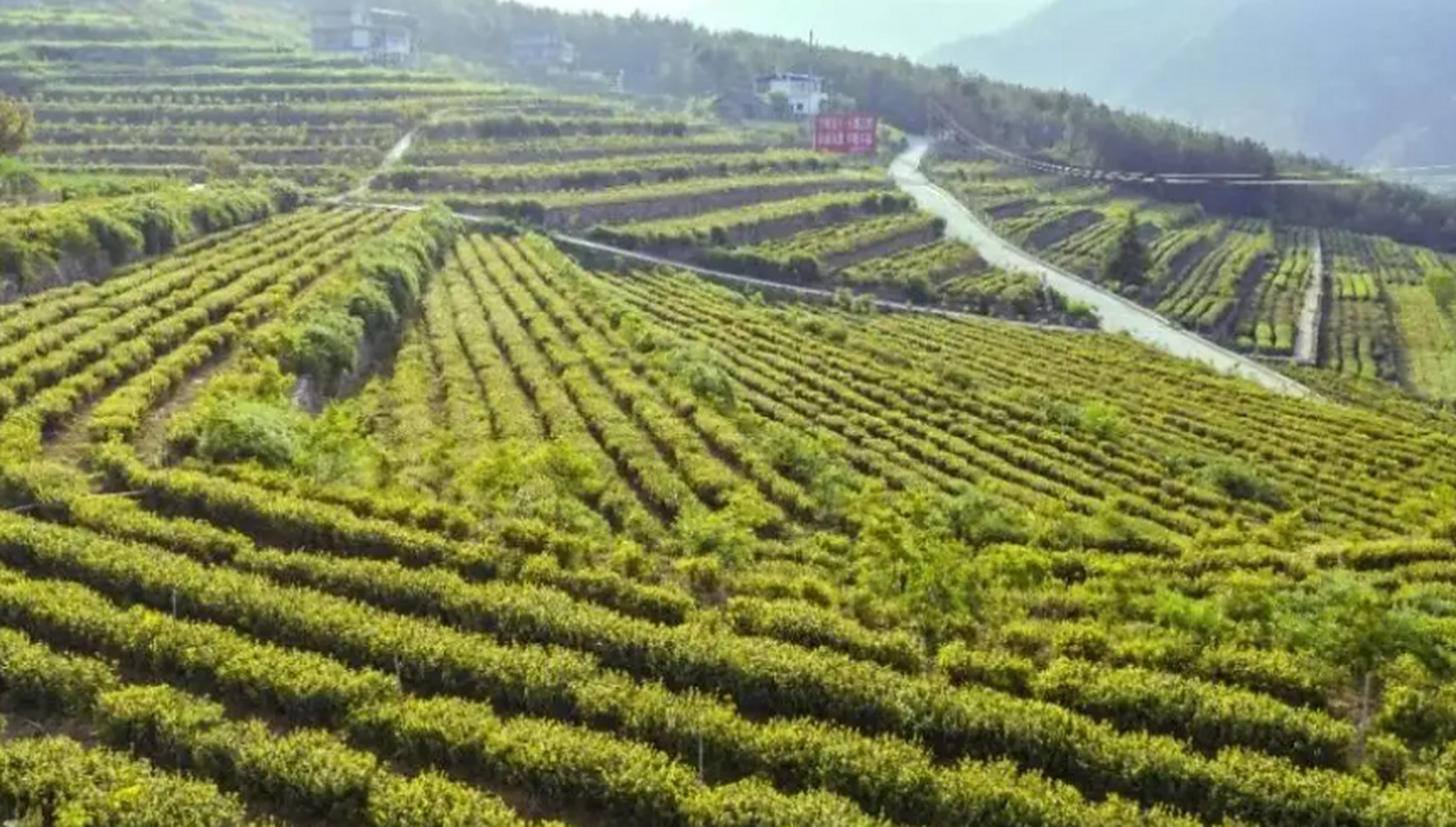 旺苍黄茶种植面积超过4万亩,是全国最大的黄茶生产基地,广元黄茶为
