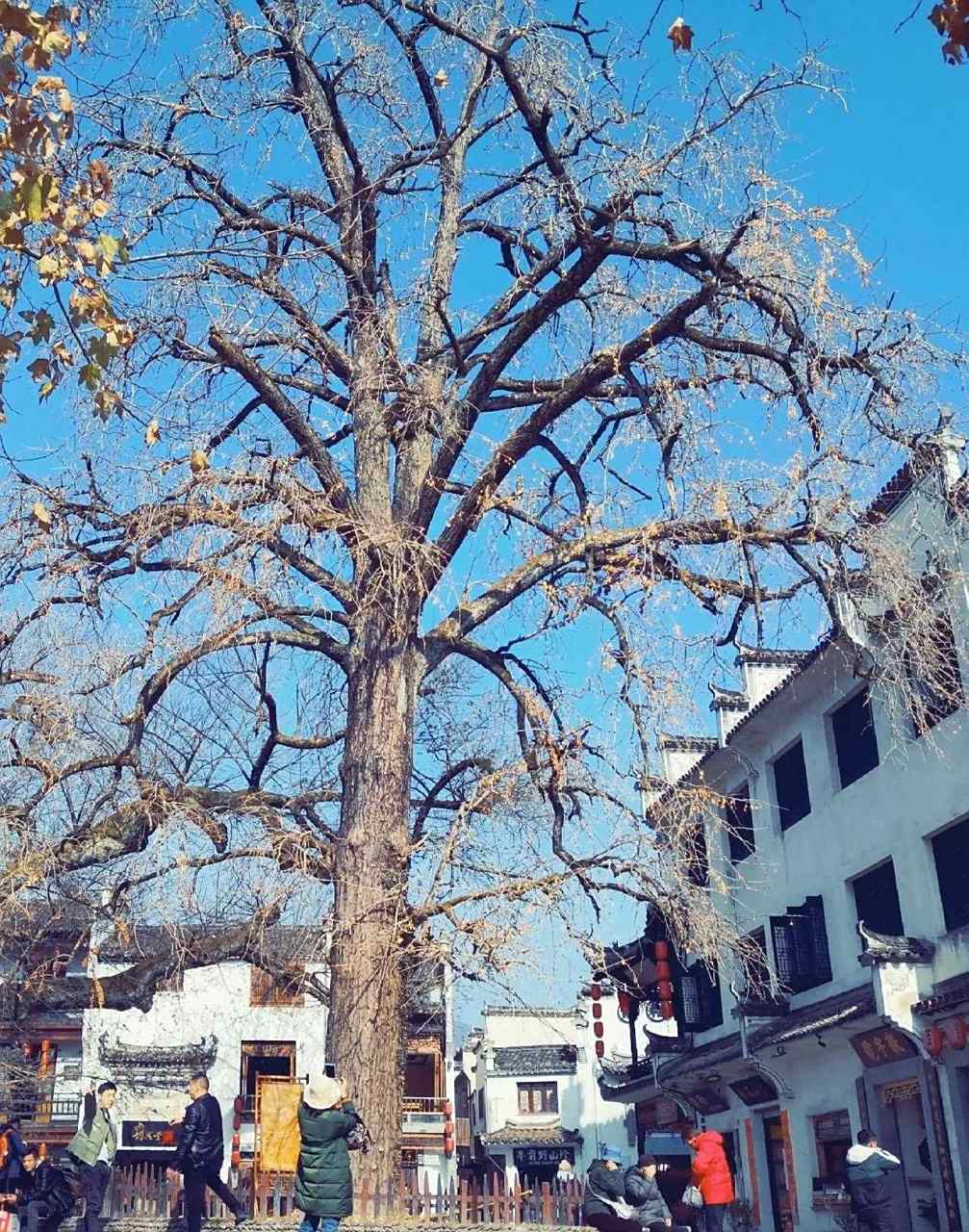 安徽宏村村口有两棵古树,,据说都有500余年的历史了.