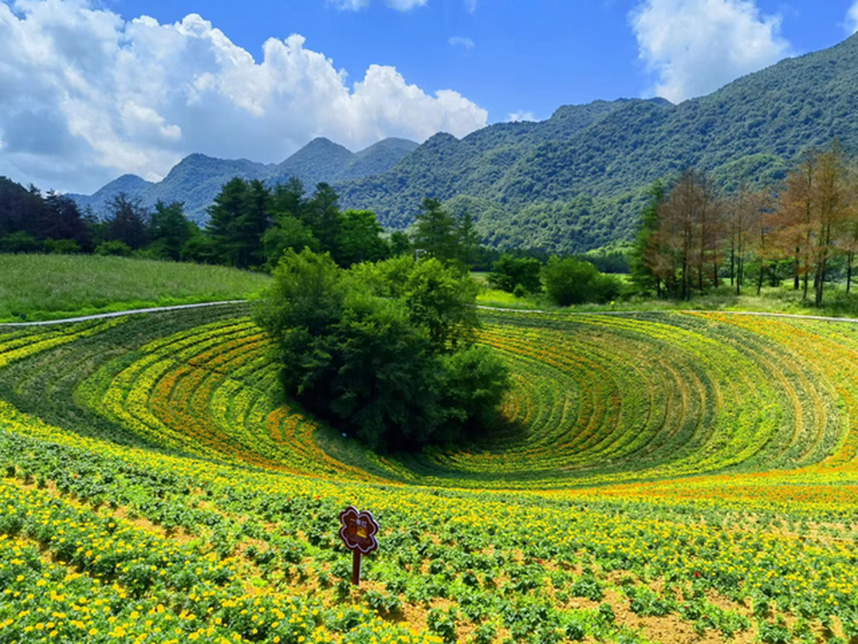 嬉行记#红池坝风景区:被专家誉为"中国的新西兰",这里主要是以:红色