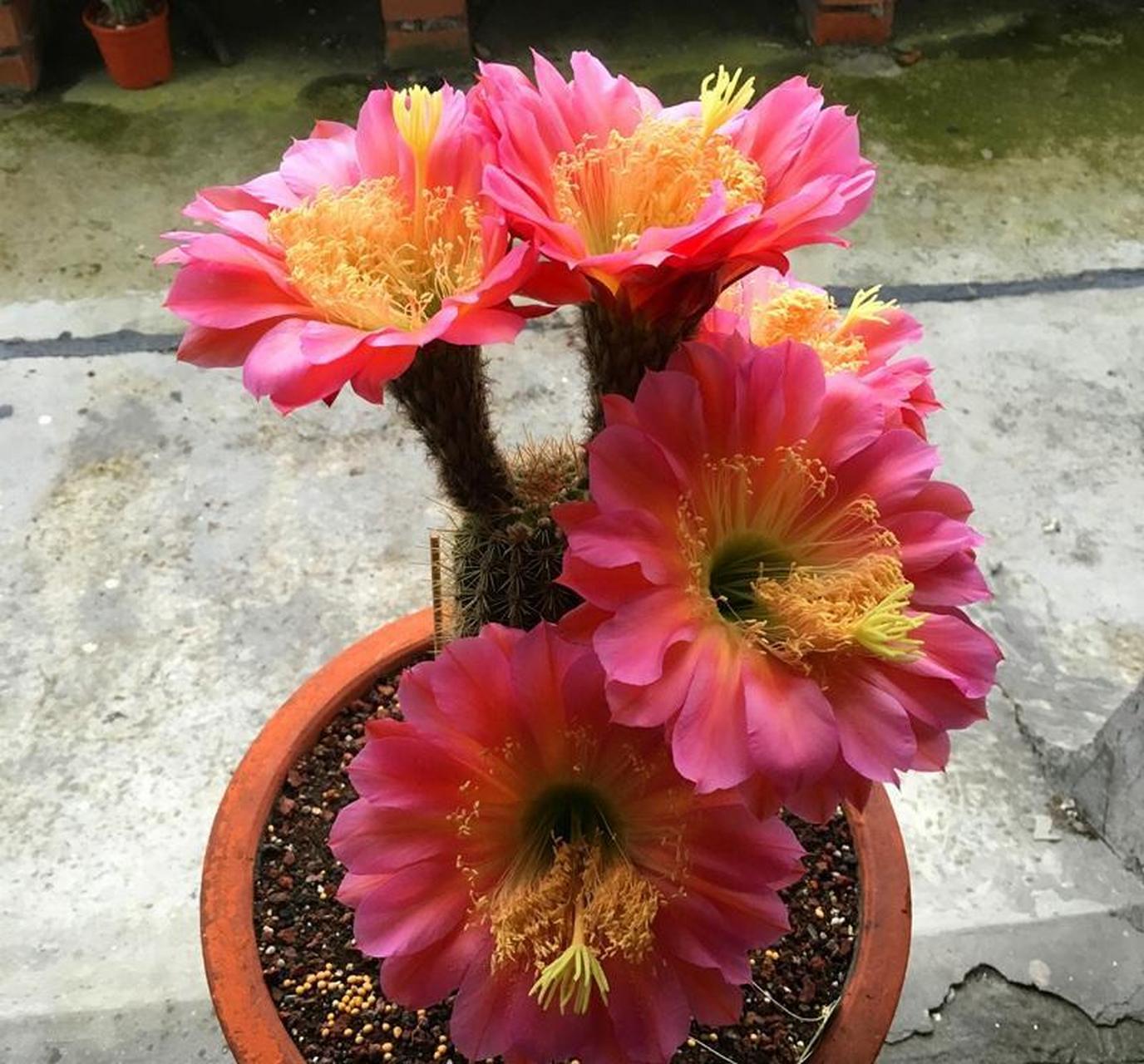 仙人球毛花柱属"飞碟"——一个很值得拥有的品种,花朵超级大,最大花径