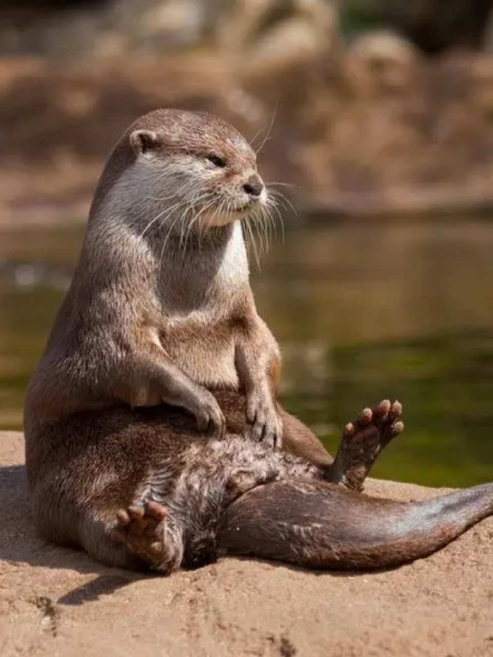 每天陪孩子一起瞧动物 名称:水獭(ta)(lutra lutra