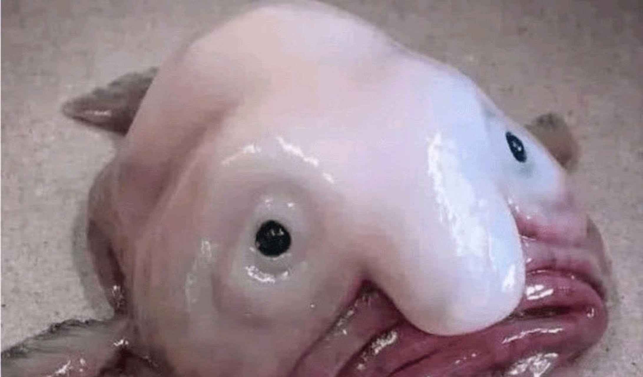 水滴鱼和水滴猫[你懂的]