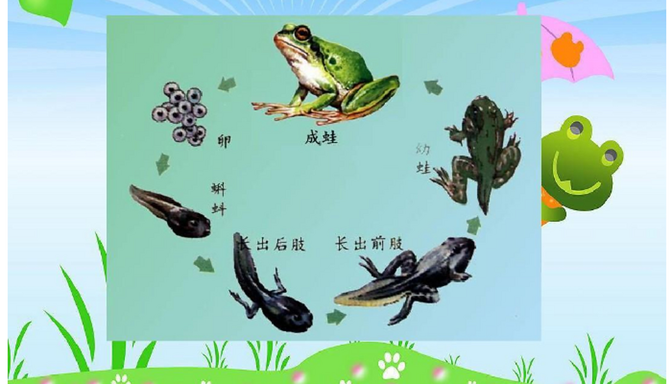 小蝌蚪在变成青蛙前吃什么? 1.