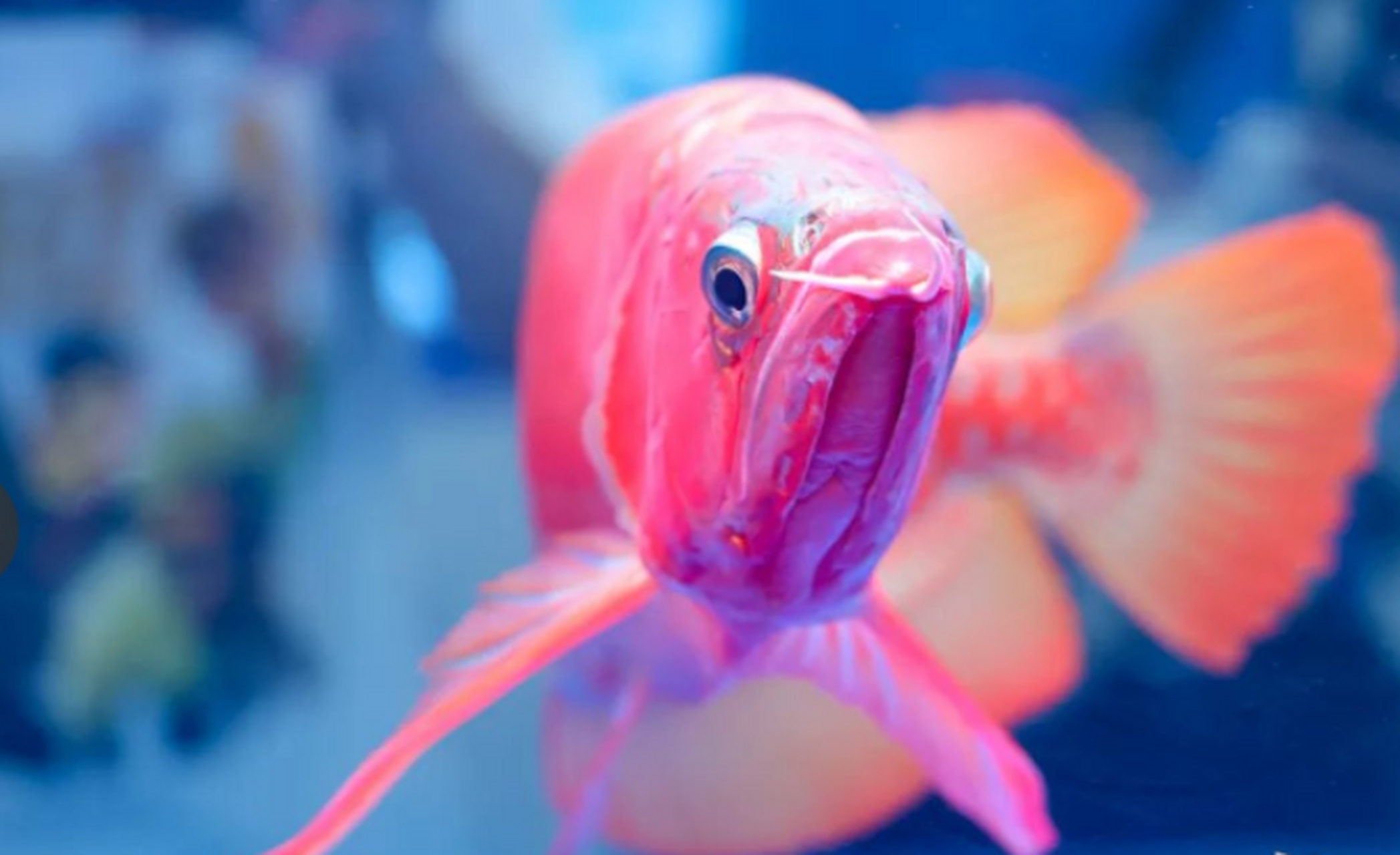 在刚刚举办的世界龙鱼锦标赛中,13号龙鱼被评为了