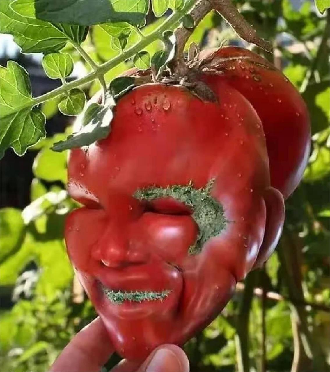 蔬菜造型真的是千奇百怪,是先天的更萌还是制作的造型更怪呢?