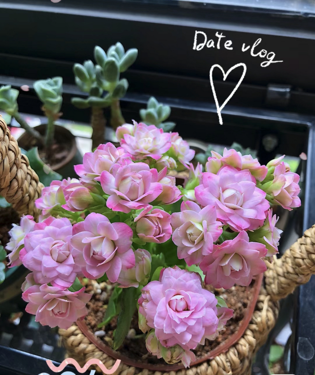 秋天,是适合养长寿花的季节.