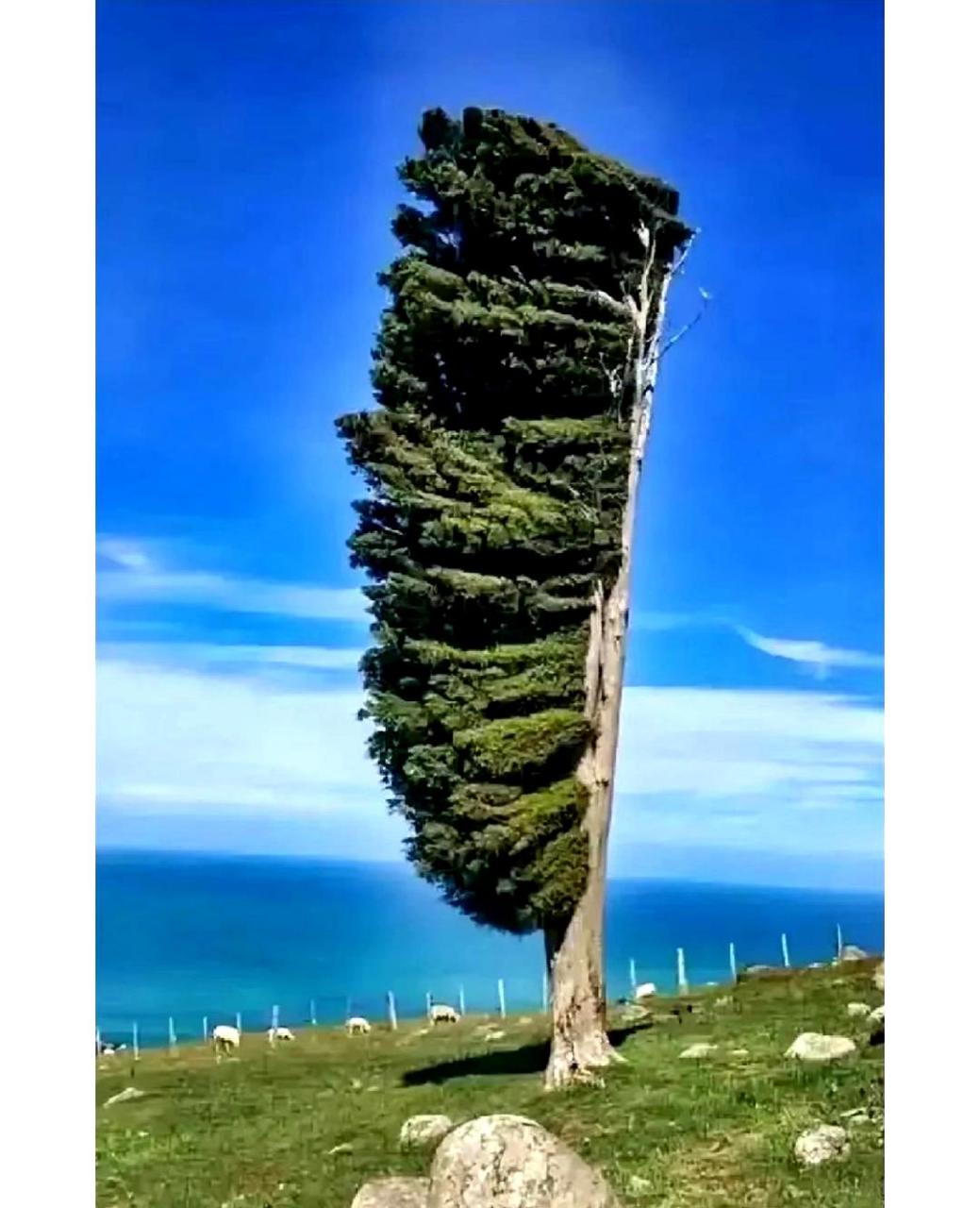 这棵树的形状极其类似于一把牙刷.