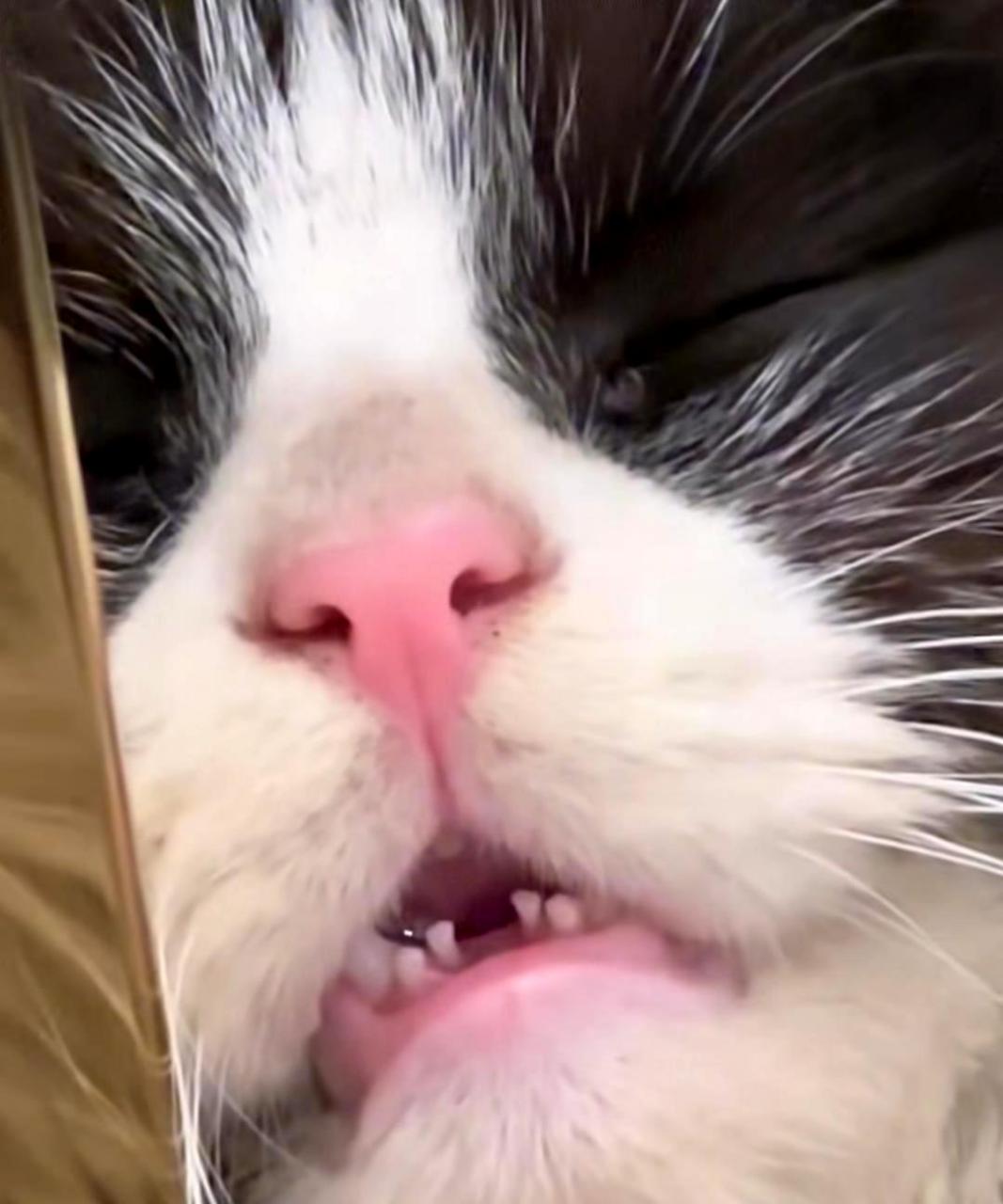 睡着的猫咪张开嘴巴,让人惊喜地发现它是一只豁牙猫!